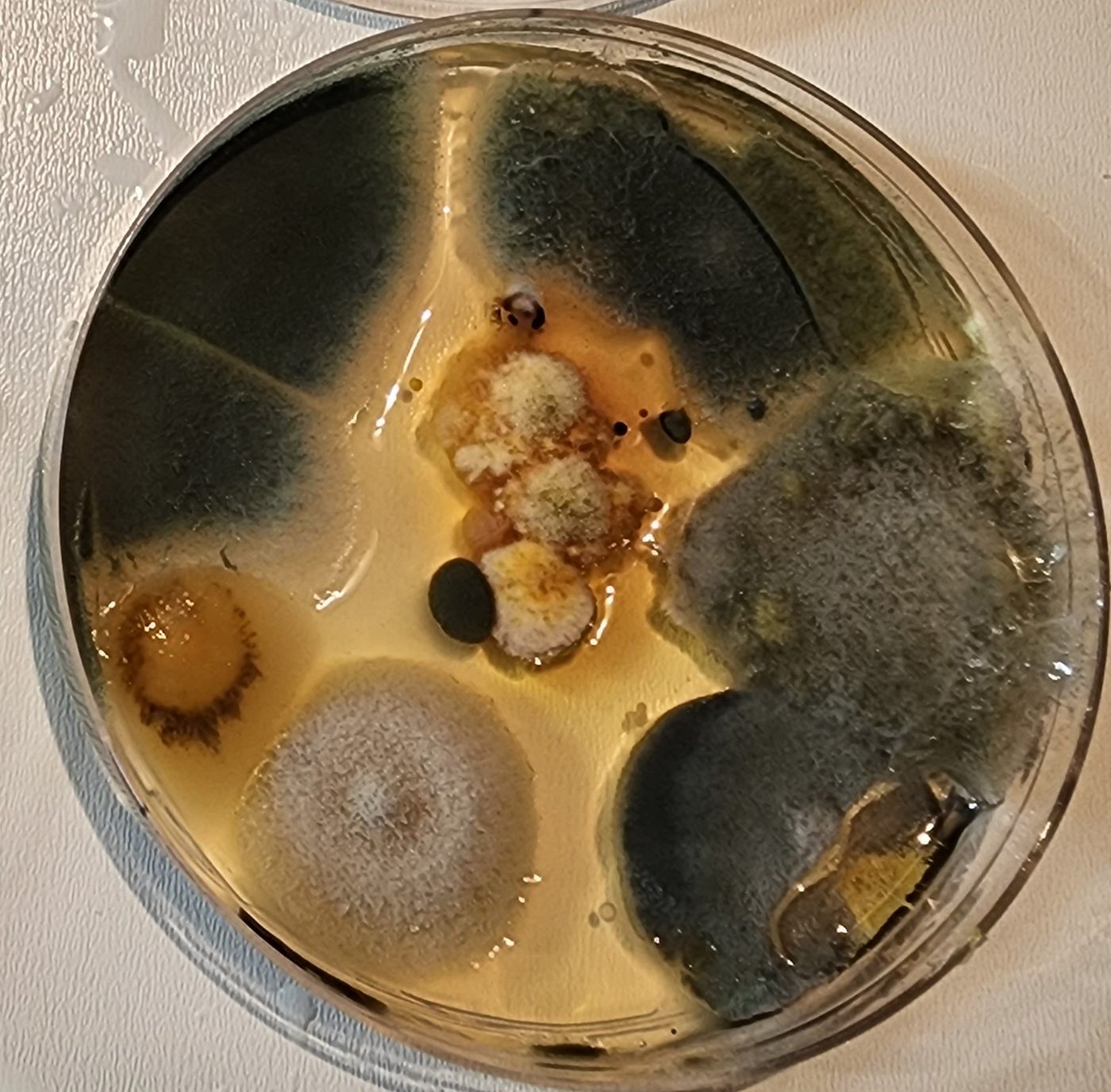 Dark mold colonies on a plate