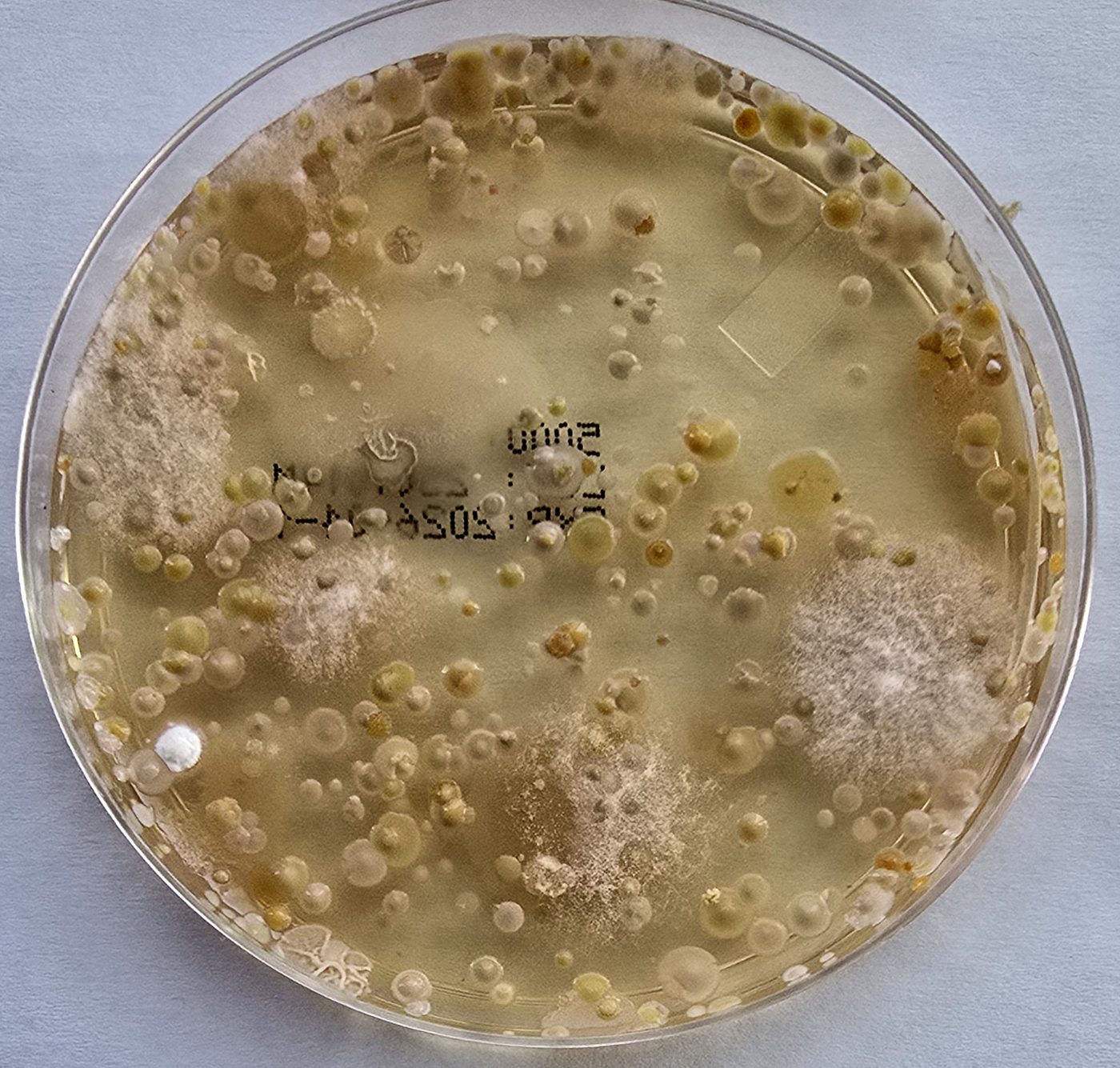 Contamination plate from a dryer sample